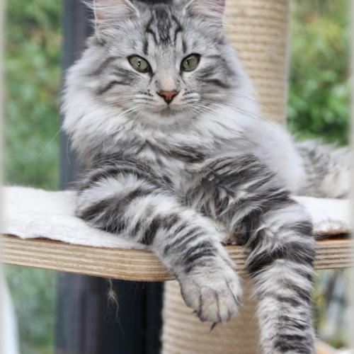 Elevage familial de chats norvégiens proche Paris