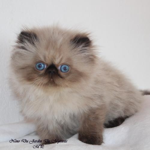 élevage du jardin de myosotis