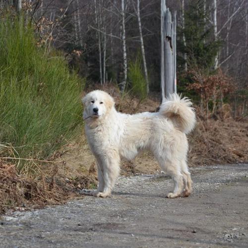 Elevage des Sept Roses