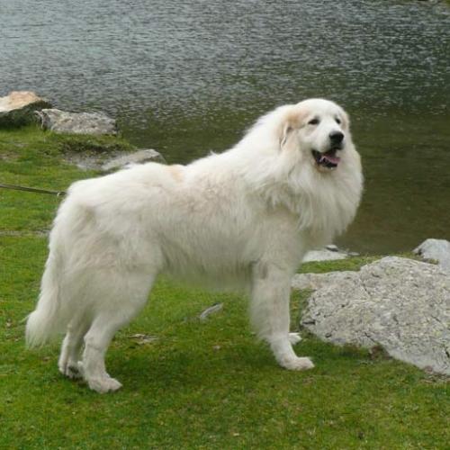 Élevage : de montagne des pyrenees