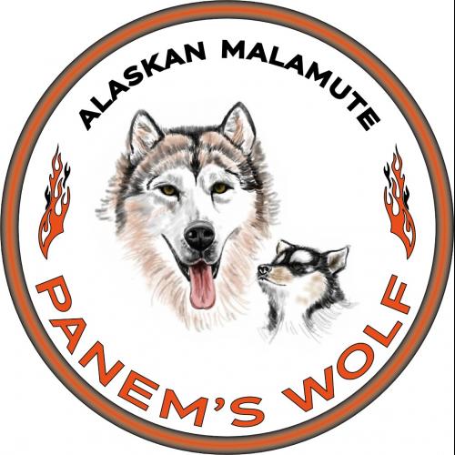 Elevage Of Panem's Wolf