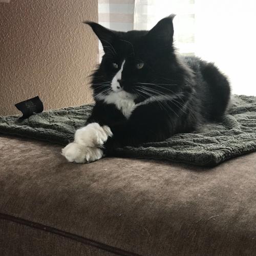 Chatterie Lovely Coons