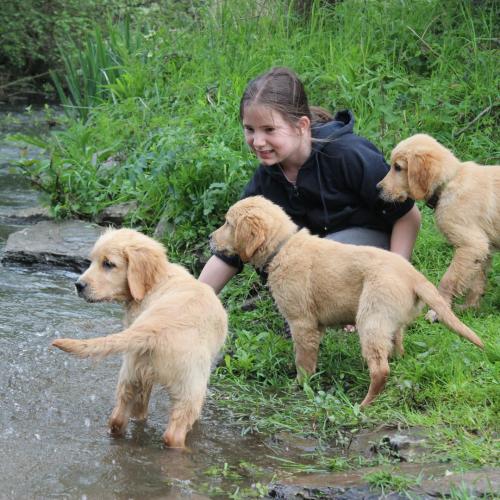 Les Golden Retriever de la Vallée de Chère's Wood