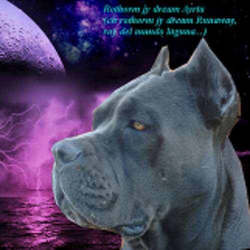 élevage de cane corso lof