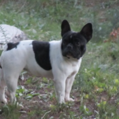 Élevage de Bouledogue français