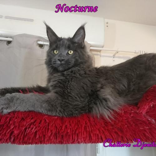 Chatterie de Djenito-Coon