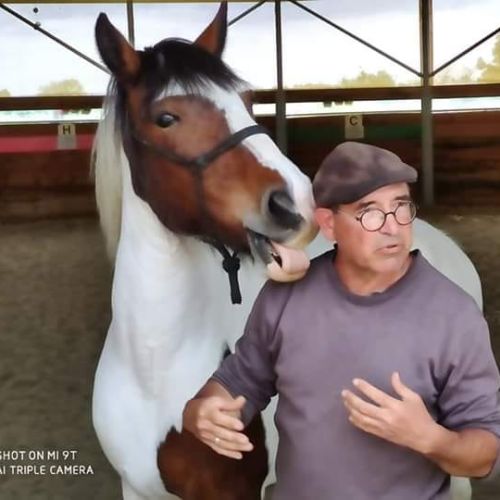 Comportementaliste, éducateur équin aveyron