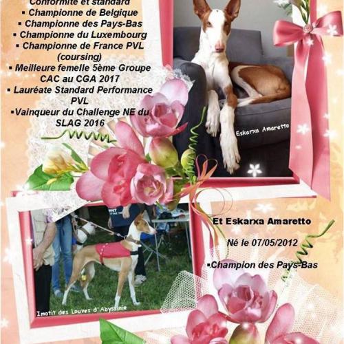 élevage de Podencos Ibicencos