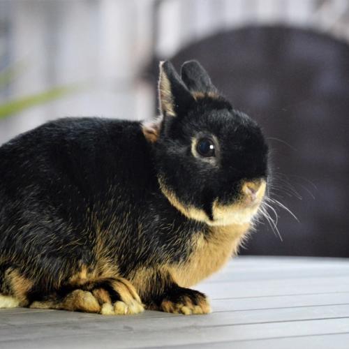 Les jardins de Flora