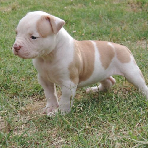 Elevage de Bouledogues Américains avec Pedigree