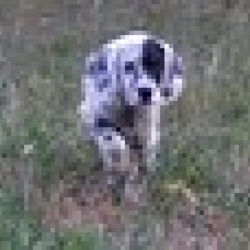 Eleveur : domaine de l orbaf