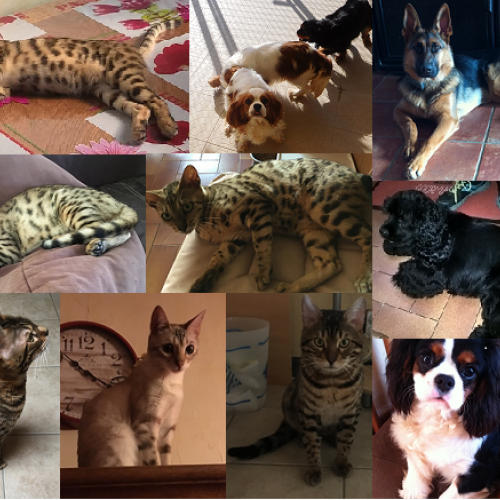 élevage familial cavalier king charles et bengal