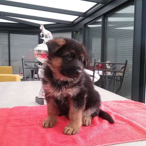 élevage de berger allemand inscrits au lof