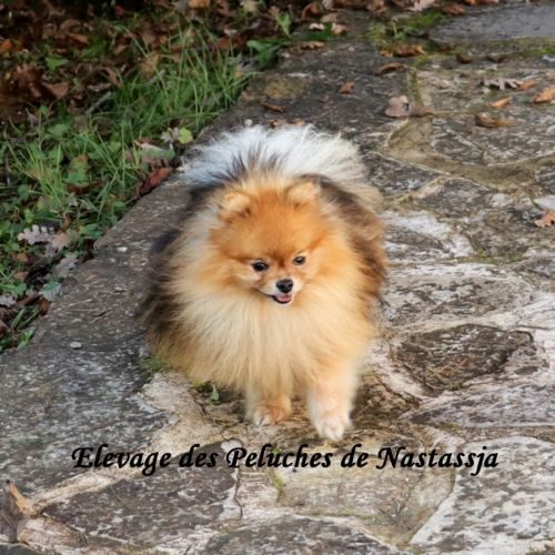 Elevage des peluches de nastassja