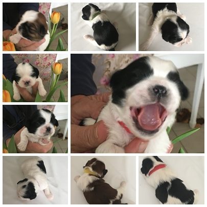 Les Shih Tzu D'Ewige des Moulières de Baume