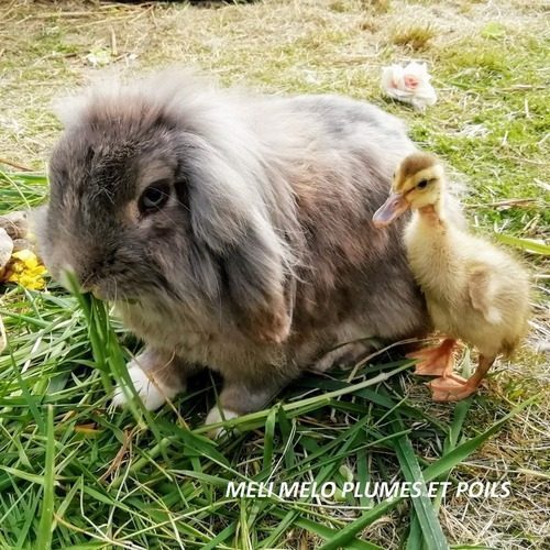 Elevage familial de lapin de compagnie