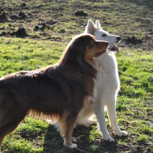 Élevage : berger australien berger blanc suisse