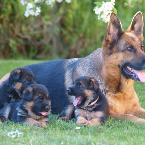 Elevage du mont d'alsace