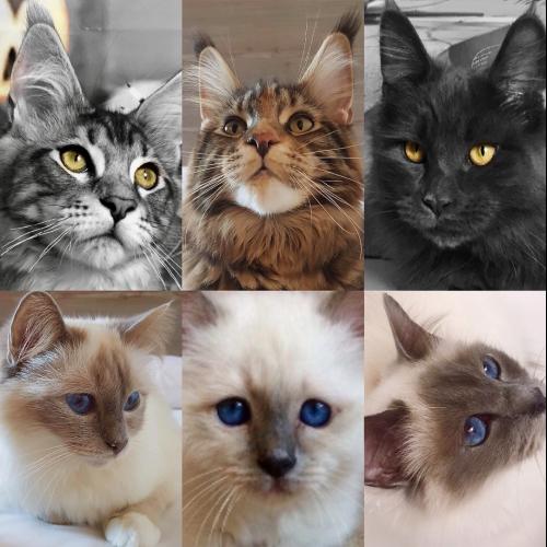 Chatterie de la Seigneurie CYS île de France