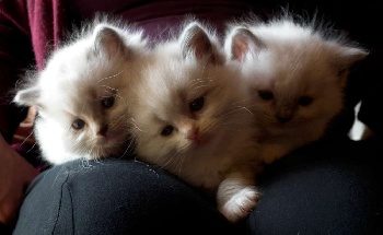 Kind Of Magic : élevage de ragdoll