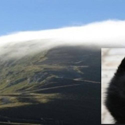 Élevage : hovawart schipperke