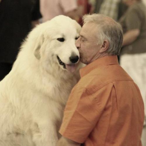 Pour l'amour du chien de Montagne des Pyrénées