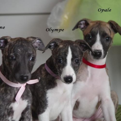 Les Whippet 