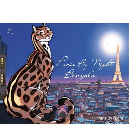 Elevage professionnel de Bengals pure race