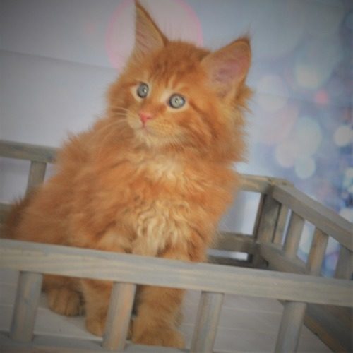 élevage de maine coon dans les Bouches du Rhône