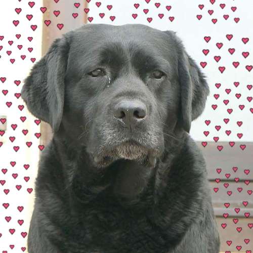 Elevage de La Légende de La Loutre