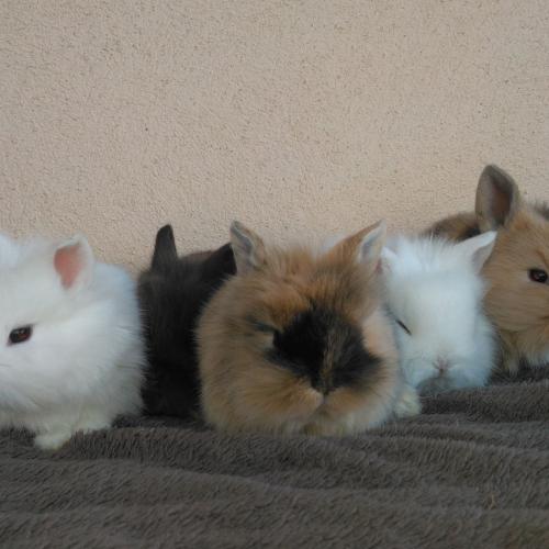 Petit élevage de lapins nains