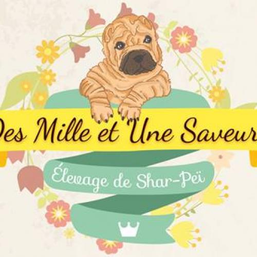 Elevage familial de sharpei