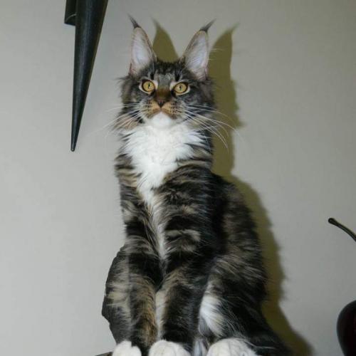 Éleveur de Maine coon
