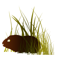 Élevage de cobayes des terres de Puisaye