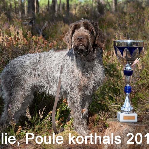 Korthals Sélectionnés pour la plume