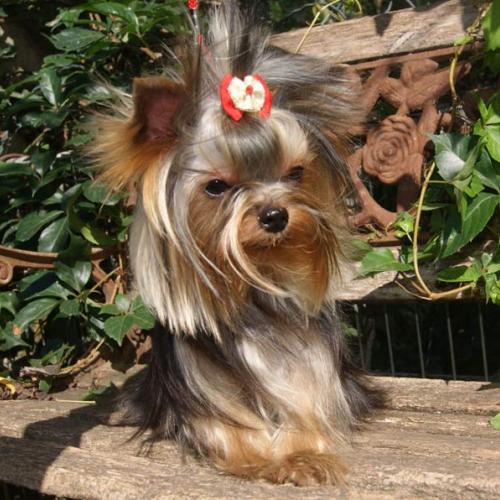 Eleveur : Eleveur canin