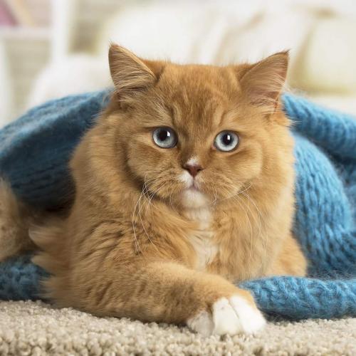 Elevage de British shorthair longhair