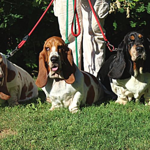 courtespattes et compagnie