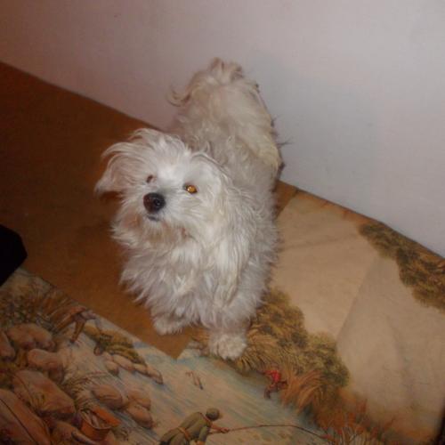 élevage de bichon maltais