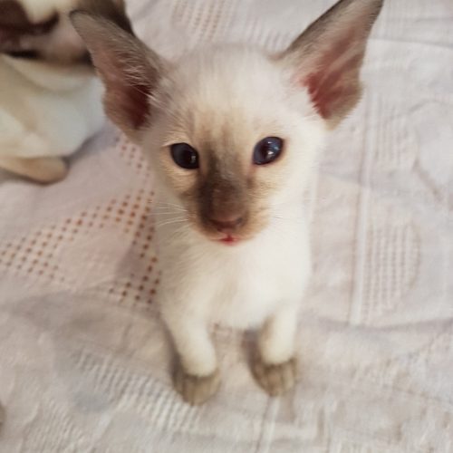 Chatterie des Lys des Arqueys