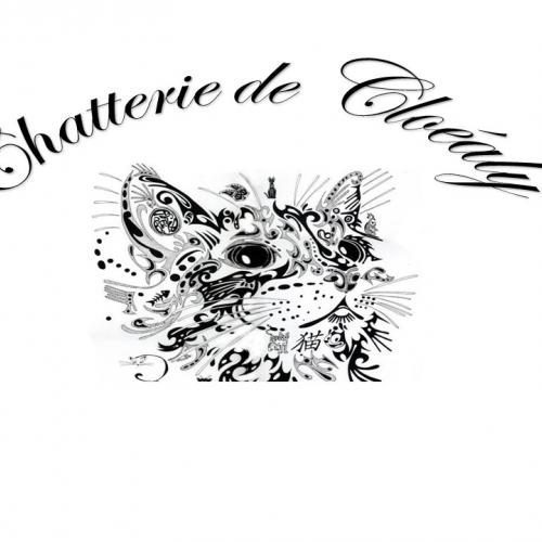 Eleveur passionné de Maine Coon en Auvergne