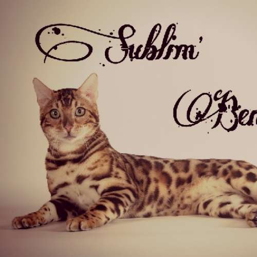 Chatterie Sublim'Bengal