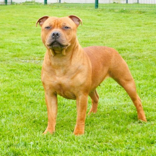Elevage du royaume de layka - staffie lof
