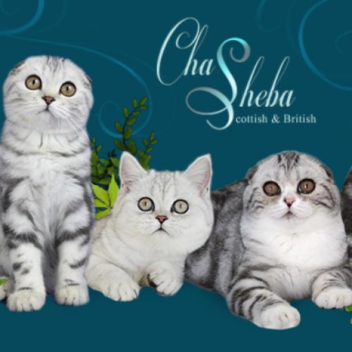 Chatterie de Chasheba