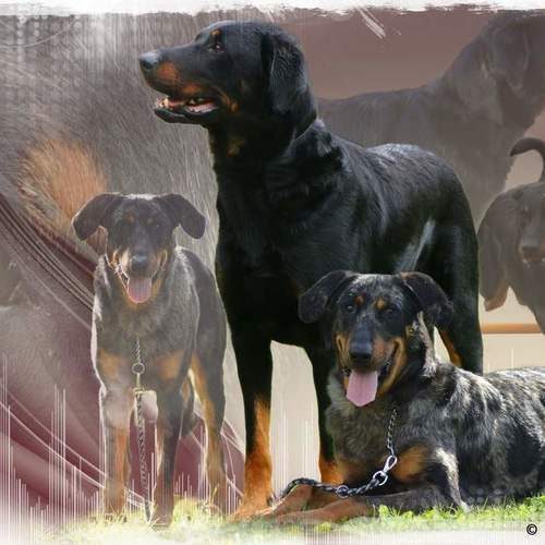 Beaucerons de l'elevage de la dynasty de la freya