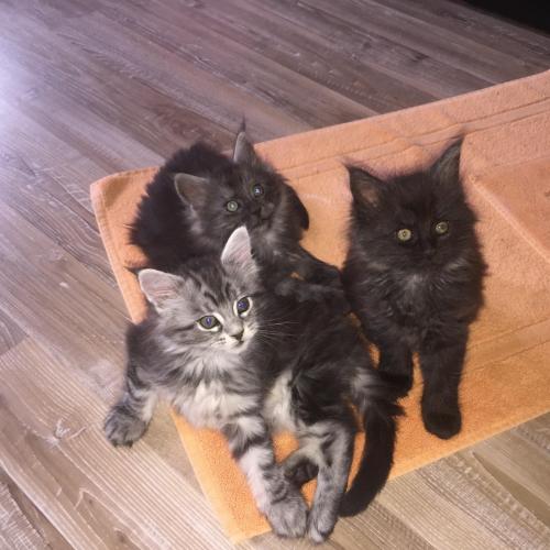 Magnifiques chatons Maine Coon LOOF