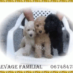 Elevage de caniches nains en limousin