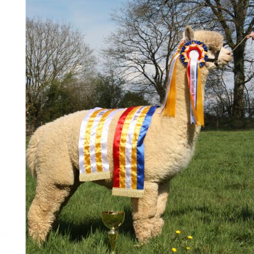 Elevage d'alpagas huacaya