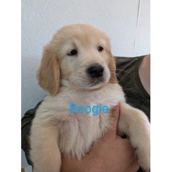 Le domaine picard-golden retriever