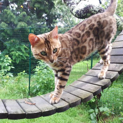 Les Bengals des Arcanes Félins